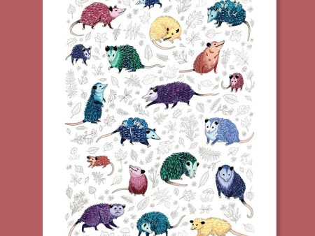 Opossum Passel Print (8x10) Sale