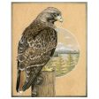 Red-tailed Hawk Print (8x10) For Sale