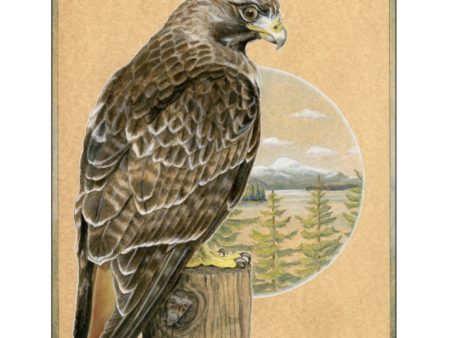 Red-tailed Hawk Print (8x10) For Sale